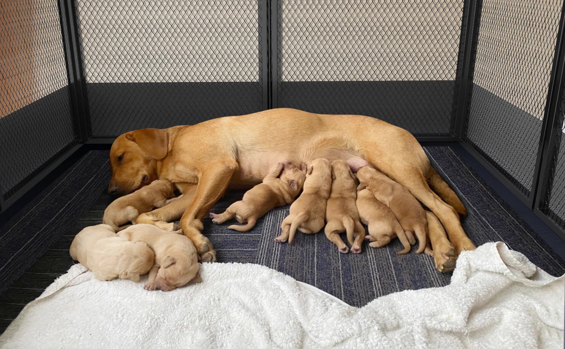 8 Panels DIY Heavy Duty Dog Playpen  Outdoor Indoor