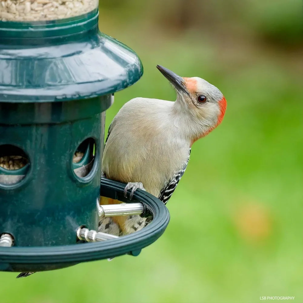Squirrel Buster Plus Squirrel-proof Bird Feeder